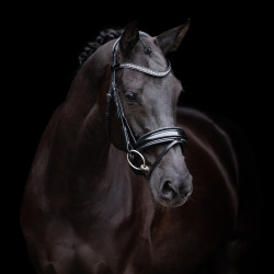 Briglia HV Polo Diana