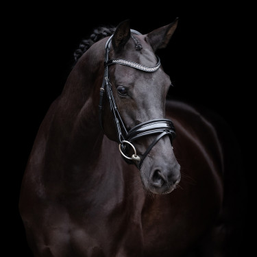 Briglia HV Polo Diana