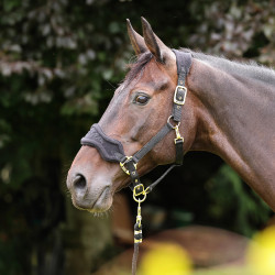 Capestro e lunghina in pile per cavallo Shires Arma