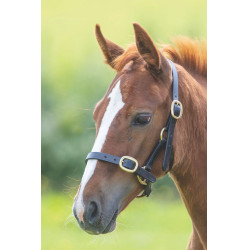 Capezzina equitazione cuoio regolabile Shires Gara Capezzina equitazione cuoio regolabile Shires Gara