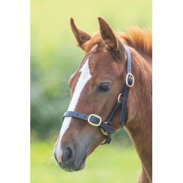 Capezzina equitazione cuoio regolabile Shires Gara Capezzina equitazione cuoio regolabile Shires Gara