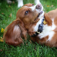 Collare per cane intrecciato Shires Digby & Fox Nero