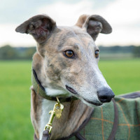 Collare in tweed per levriero Shires Digby & Fox Quadretti rosso / giallo / blu Motivi