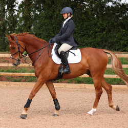Giacca Saratoga Shires Aubrion Quadri ginepro blu navy Motivi Giacca Saratoga Shires Aubrion Quadri ginepro blu navy Motivi