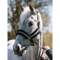 Capestro Mountain Horse