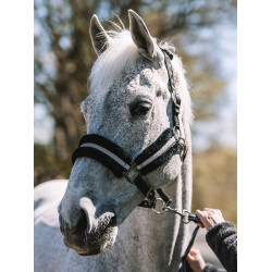 Capestro Mountain Horse