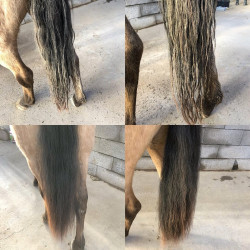 Easy Shine lucidante Ravene