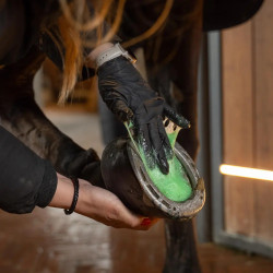 Cataplasma Sali di Epsom 600 g per cavalli | Equitazione