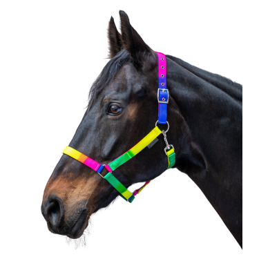 Cavezza arcobaleno Waldhausen per cavallo – equitazione Cavezza arcobaleno Waldhausen per cavallo – equitazione