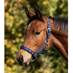 Cavezzale per puledro imbottito – Equitazione Waldhausen