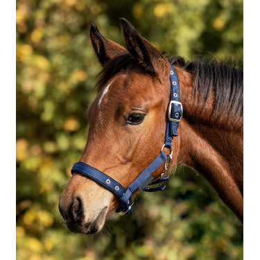 Cavezzale per puledro imbottito – Equitazione Waldhausen