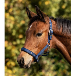 Cavezzale per puledro imbottito – Equitazione Waldhausen