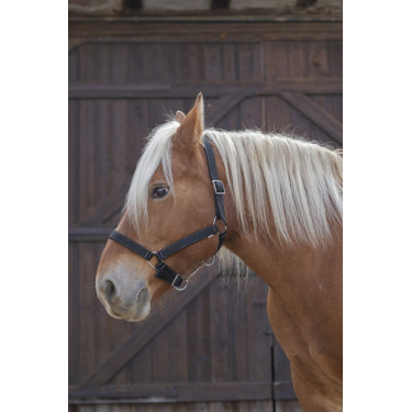 Capestro Norton Pro per cavallo da tiro Capestro Norton Pro per cavallo da tiro