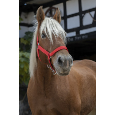 Capestro Norton Pro per cavallo da tiro Capestro Norton Pro per cavallo da tiro