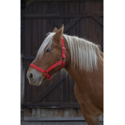 Capestro Norton Pro per cavallo da tiro Capestro Norton Pro per cavallo da tiro