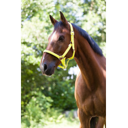 Capezza fluo regolabile per cavallo - Equitazione