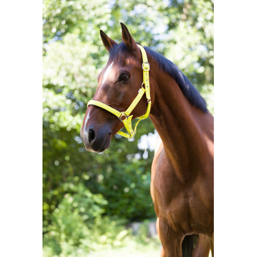 Capezza fluo regolabile per cavallo - Equitazione