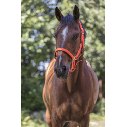 Capezza fluo regolabile per cavallo - Equitazione