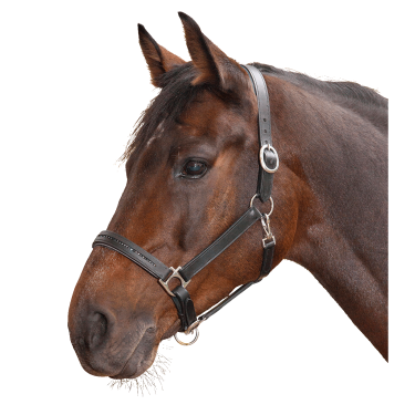 Capezza in cuoio per equitazione Star Diamond