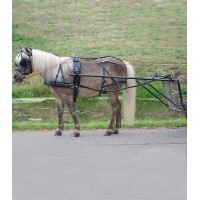 Imbracatura Star semplice Economica pony shetland Nero