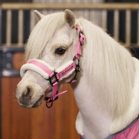 Capezza HV Polo Sacha Pensa in rosa