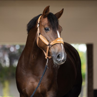 Capestro HV Polo Luxury Cammello Marrone