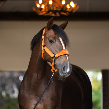 Capestro HV Polo Luxury Zucca Arancione