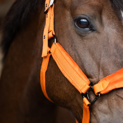 Capestro HV Polo Luxury Zucca Arancione