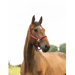 Licol Equithème Air Bordeaux Licol Equithème Air Bordeaux