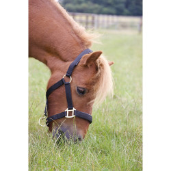 Capestro foderato in gomma con longhina T de T