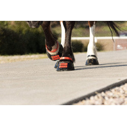 Cinghie per pastorale Scoot Boots confezione da 4 Ibisco Rosso