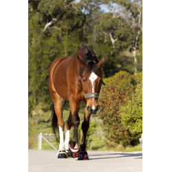 Cinghie per pastorale Scoot Boots confezione da 4 Mora Bordeaux
