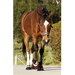 Cinghie per pastorale Scoot Boots confezione da 4 Mora Bordeaux