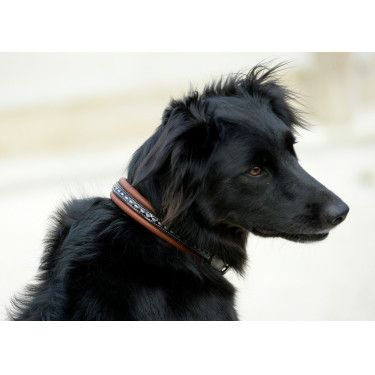 Collare per cane Pénélope Point Sellier Collare per cane Pénélope Point Sellier