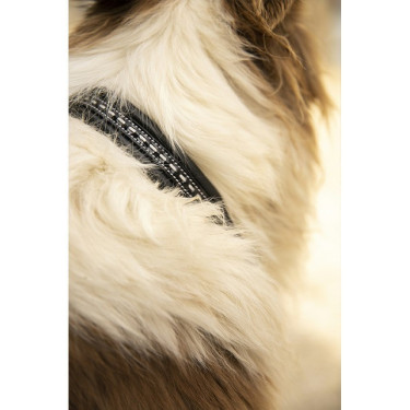 Collare per cane Pénélope Point Sellier Collare per cane Pénélope Point Sellier