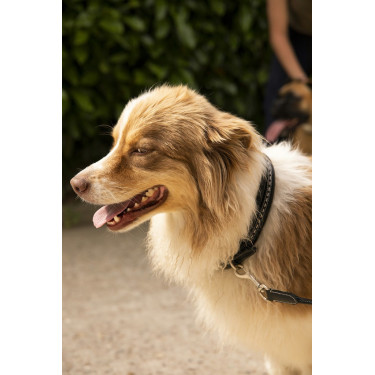 Collare per cane Pénélope Point Sellier Collare per cane Pénélope Point Sellier