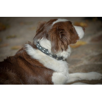 Collare per cane Pénélope Pearl Nero / bianco
