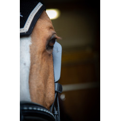 Paraschizzi australiani Pénélope Nero