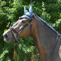Briglia Canter Nera con strass Nero