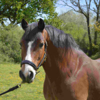 Capezzina Chetak BRIGHT Nero Capezzina Chetak BRIGHT Nero