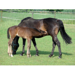 Abbeveratoio PF1 Polyfirst La Gée