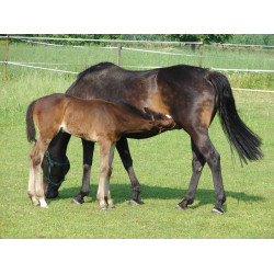 Abbeveratoio PF1 Polyfirst La Gée