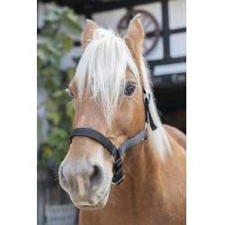 Capezzina Norton Cavallo da Tiro