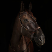 Briglia combinata Orlando Horze bitless in cuoio Marrone