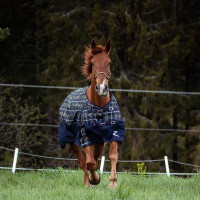 Capestro Carlisle Horze con strass Marrone scuro