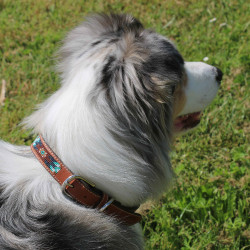 Collare per cane Pénélope Pearl Collare per cane Pénélope Pearl