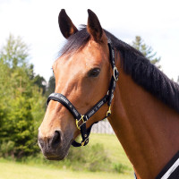 Capestro Hamptons Horze Nero Capestro Hamptons Horze Nero