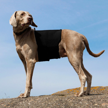 Cintura lombare Back on Track per cane Cintura lombare Back on Track per cane