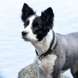 Collare per cane Molly Back on Track Nero / argento Collare per cane Molly Back on Track Nero / argento