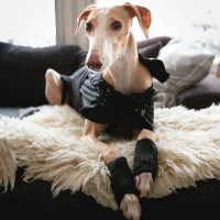 Cappotto Greyhound per cane Back on Track Nero Cappotto Greyhound per cane Back on Track Nero